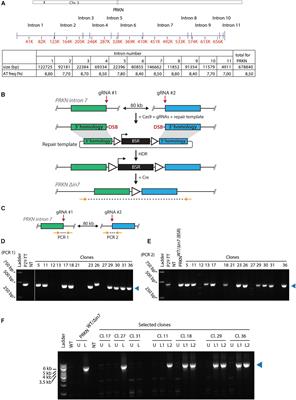 Large Intronic Deletion of the Fragile Site Gene PRKN Dramatically Lowers Its Fragility Without Impacting Gene Expression